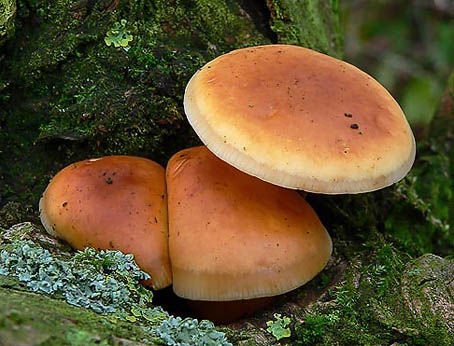 Gewoonfluweelpootje221205